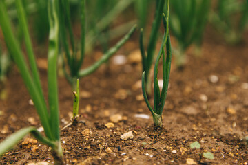 Beds with green onion. Agriculture, irrigation and fertilization. Growing vegetables for health and youth.