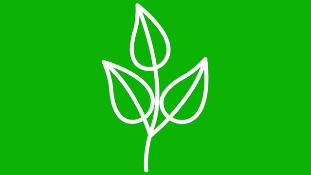 Animated linear white plant with leaves. Icon of tree sprout. Symbol is drawn gradually. Concept of organic food, ecology, agronomy, harvest. Vector illustration isolated on green background.