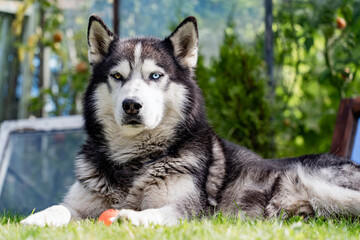 A beautiful husky dog ​​lies on the green grass on a summer day.