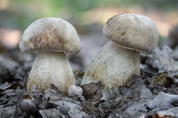 Delicious edible mushroom known as summer cep in forest