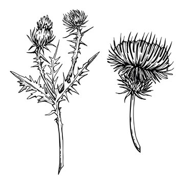 Ink hand drawn vector sketch of isolated object. Thistle flowerheads, plant branches with flowers, leaves and thorns, nature. Design for tourism, travel, brochure, wedding, guide, print, card, tattoo.