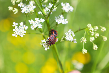 European Minstrel Bug or Italian Striped shield bug (Graphosoma lineatum) climbing a blad of grass