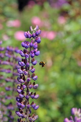 Bee on flower