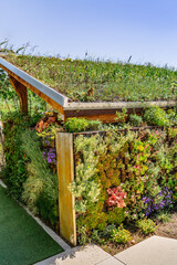 Garden shed with green roofing and vertical garden, green roofing concept