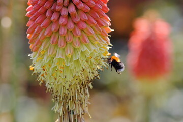 Bee on flower