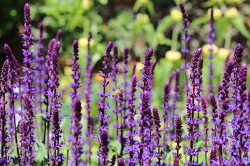 Bees on flower