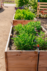 Vegetable garden with wooden raised beds for herbs, fruits and vegetables