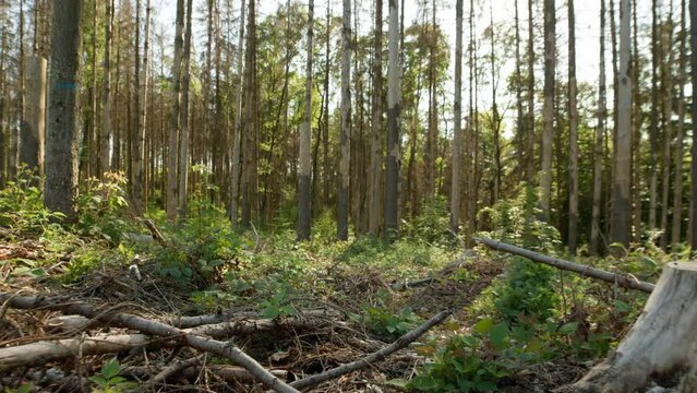 Dead dry spruce forest hit by bark beetle in Czech countryside with stumps and branches on the ground