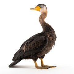 Double-crested Cormorant bird isolated on white background. Generative AI