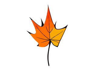 autumn maple leaf