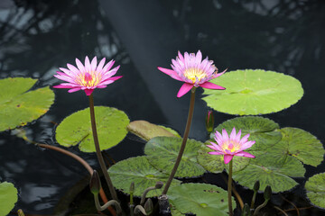 Purple lotus flower green leaf on water