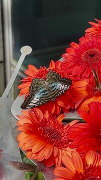 Butterfly feeing flying on red flower camera shake