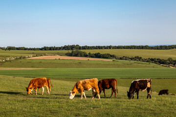 Fototapeta na wymiar A view of cows grazing on Ditchling Beacon in Sussex, on a sunny evening in June