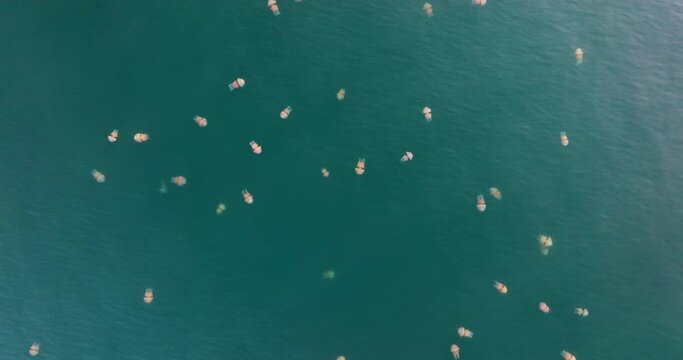 Barrel Jellyfish Swarm Fills Bright Blue Waters Rising Aerial Shot