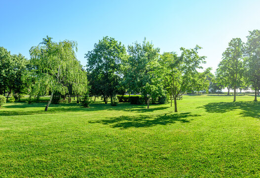 sunny landscape of green lawn and trees in summer park