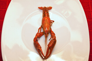 Isolated crawfish on a dinner plate