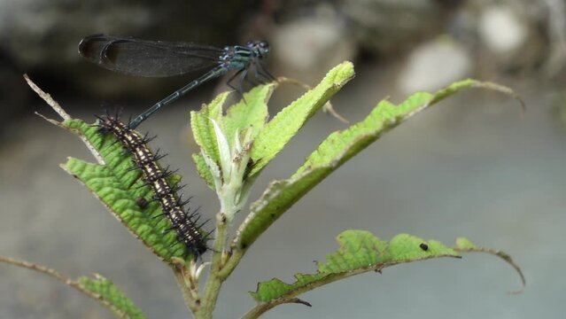 Dragon fly and a caterpillar on a same leafy plant in the forest of Himalayas , Uttarakhand India.