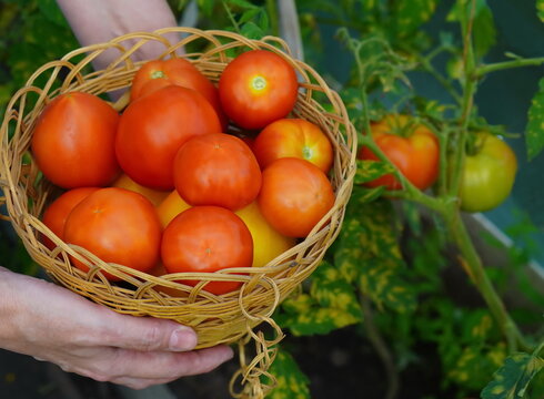 women's hands hold a basket with red tomatoes on the background of a greenhouse on a garden plot in summer. The concept of growing eco-friendly food at home