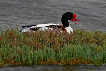Common Shelduck // Brandgans (Tadorna tadorna) - Axios Delta, Greece