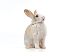 white brown bunny isolated on white background,young adorable fluffy rabbit,bunny easter