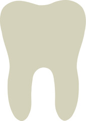Human Tooth Organ