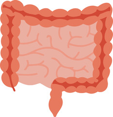 Human Intestine Organ