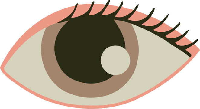 Human Eyeball and Eyelash Organ