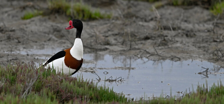 Common Shelduck // Brandgans (Tadorna tadorna) - Axios Delta, Greece