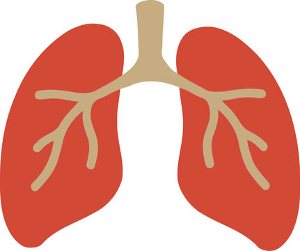 Human Lung Organ