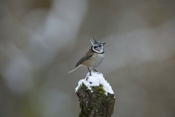 Crested tit (Parus cristatus), close detailed portrait, autumn, pair of tit on the branch