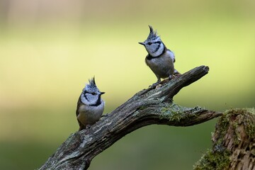 Crested tit (Parus cristatus), close detailed portrait, autumn, pair of tit on the branch © Miroslav Srb