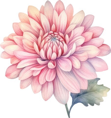 Pink Flower Chrysanthemum Watercolor. Generative AI