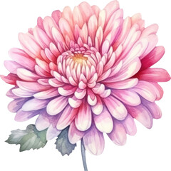 Pink Flower Chrysanthemum Watercolor. Generative AI