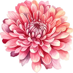 Pink Flower Chrysanthemum Watercolor. Generative AI