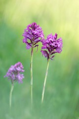 Fototapeta premium Pyramiden-Hundswurz 