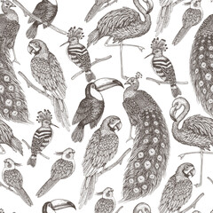 Seamless vector pattern tropical exotic birds in engraving style. Macaw parrot, toucan, hoopoe, peacock, flamingos and cockatiel parrot