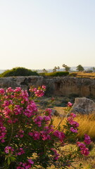 Różowe kwiaty roślinność natura ogród z palmami w tle widok krajobraz Cypr Pafos - obrazy, fototapety, plakaty