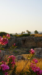 Różowe kwiaty roślinność natura ogród z palmami w tle widok krajobraz Cypr Pafos © Kamila