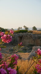 Różowe kwiaty roślinność natura ogród z palmami w tle widok krajobraz Cypr Pafos