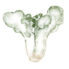 organic vegetables line art

