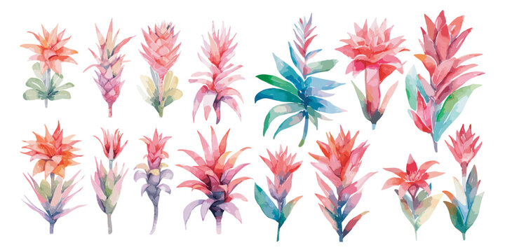 watercolor bromeliad clipart for graphic resources