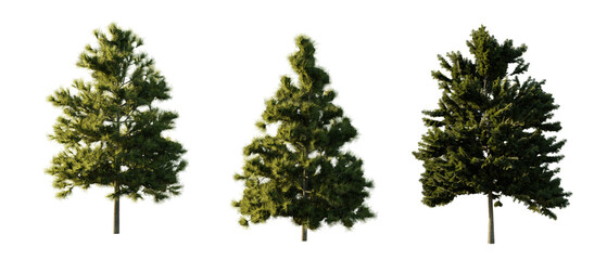 isolated, cutout, hires pine tree, day light, sun, best for parking landscape design, best for render visualisation, post production and compositing.