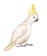 Watercolor white cockatoo parrot isolated on white background. Exotic tropical bird illustration. Jungle design, decoration of children's products. Wildlife, animals and birds. © Yana