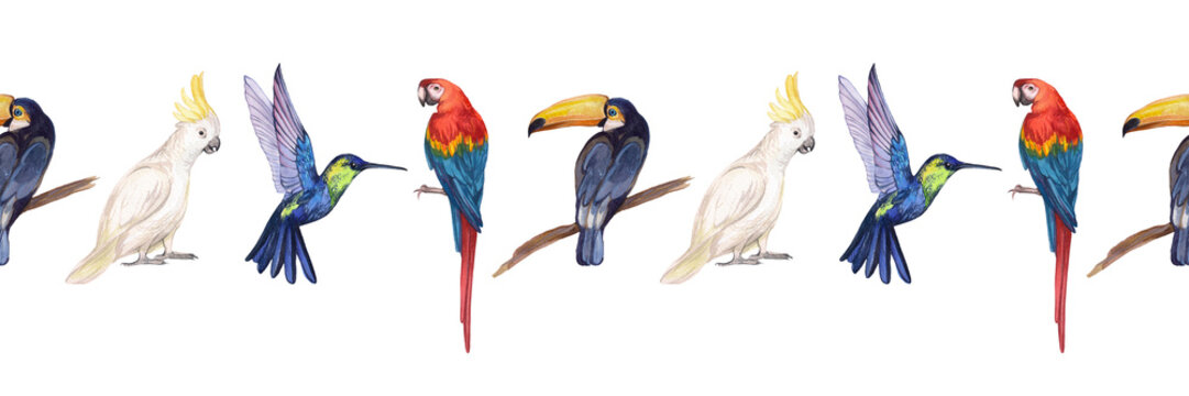 Watercolor seamless border with tropical birds on a white background. Macaw parrot, cockatoo parrot, hummingbird, bee-eater. Illustration of exotic birds. Ribbon, decoration, scrapbooking, design.