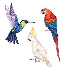 Fototapeta premium Set of watercolor tropical, exotic birds. Illustration of parrot Macaw, cockatoo, hummingbird. Hand drawn bird collection. Decoration and design