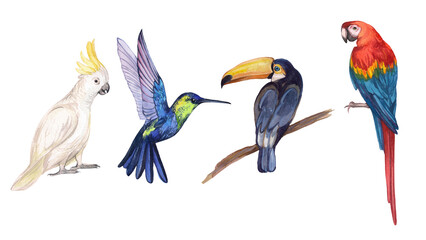 Set of watercolor tropical birds, cockatoo parrot, Macaw parrot, hummingbird, toucan. Hand-drawn illustrations for the design of children's products, interior, congratulatory.