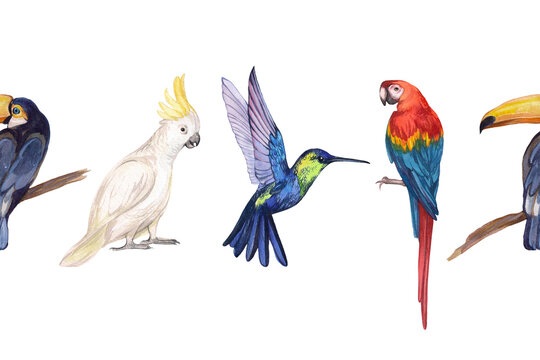 Watercolor seamless border with tropical birds on a white background. Macaw parrot, cockatoo parrot, hummingbird, bee-eater. Illustration of exotic birds. Ribbon, decoration, scrapbooking, design.