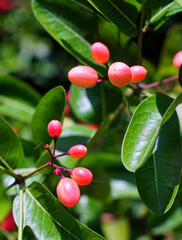 Tropical fruit, Carandas-plum blossom fruit on tree