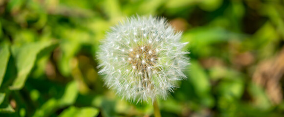 Dandelion close-up on a spring meadow. Dandelion seeds in the sunlight blowing away across a fresh green morning background