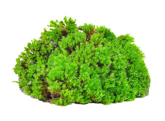 Fototapeta premium Green moss isolated on transparent png